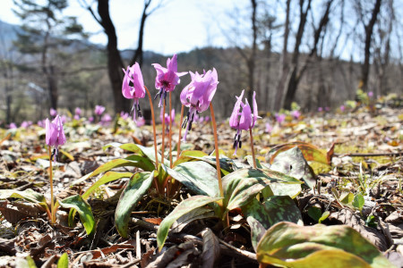 カタクリ – 野草園植物検索システム
